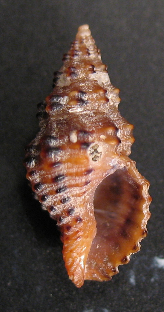 Pollia scabra